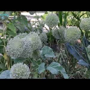 Видео - Королевский ботанический сад Мадрида
