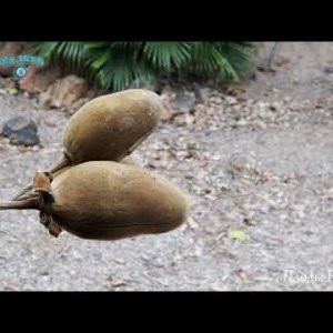 Видео парка Пальметум в Санта-Крус-де-Тенерифе, Испания