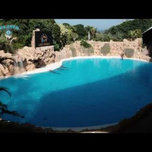 Видео шоу дельфинов в Лоро парке на Тенерифе
