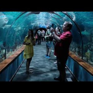 Видео Лоро парка на Тенерифе - 2020