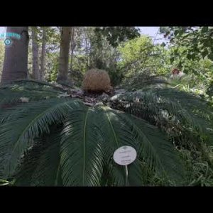 Видео - Ботанический сад Пуэрто-де-Ла-Крус на Тенерифе, Испания