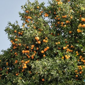 Фото - Апельсины созревают в феврале в Сантьяго-дель-Тейде