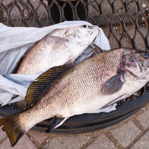 Фото - Продажа рыбы с причала №93 в Геленджике