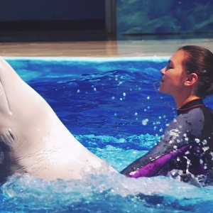 Видео - Анапский дельфинарий