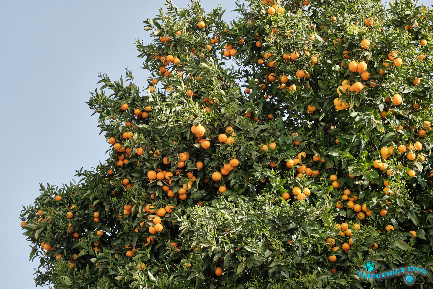 Фото - Апельсины созревают в феврале в Сантьяго-дель-Тейде