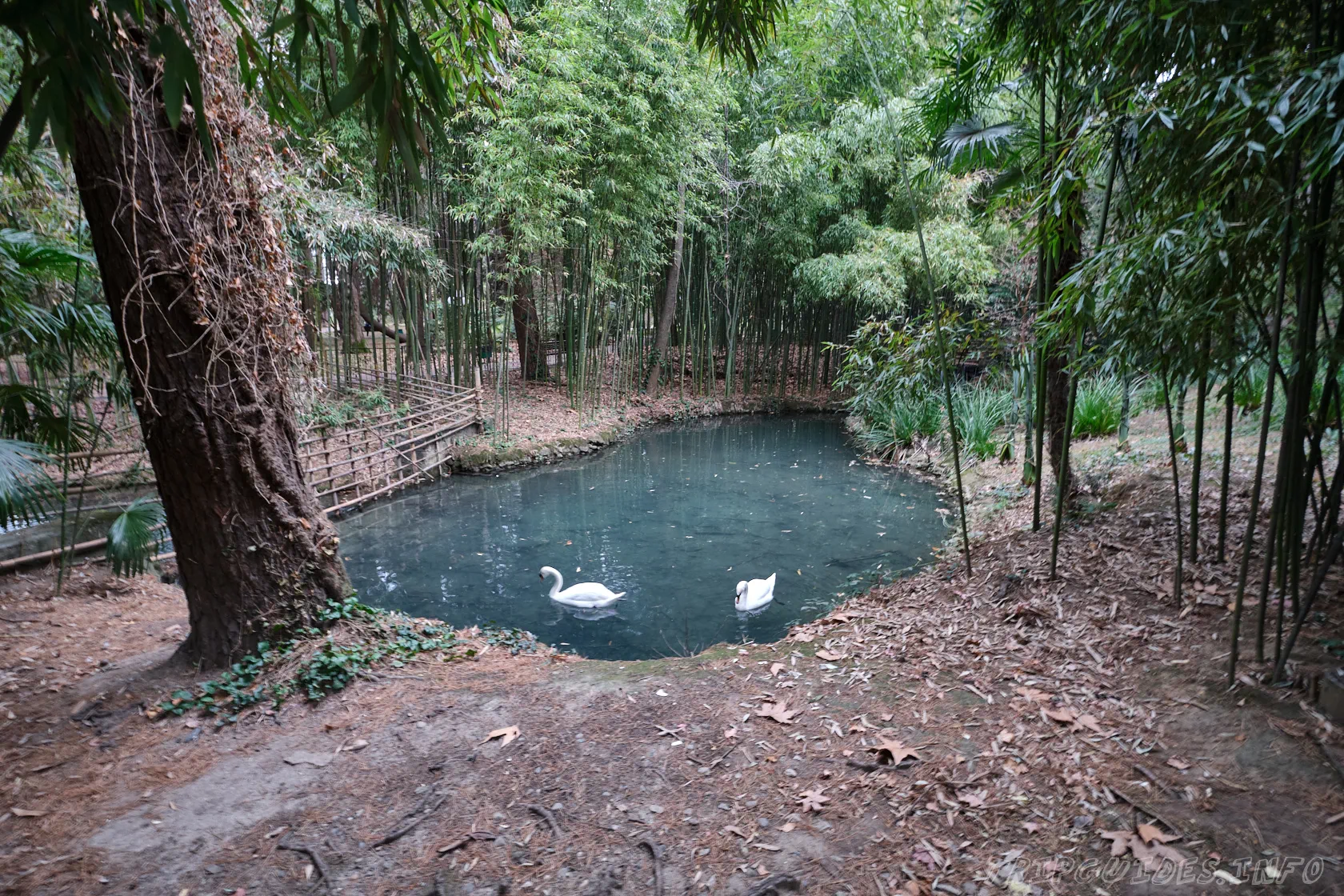 Фото - Белые лебеди в Дендрарии Сочи