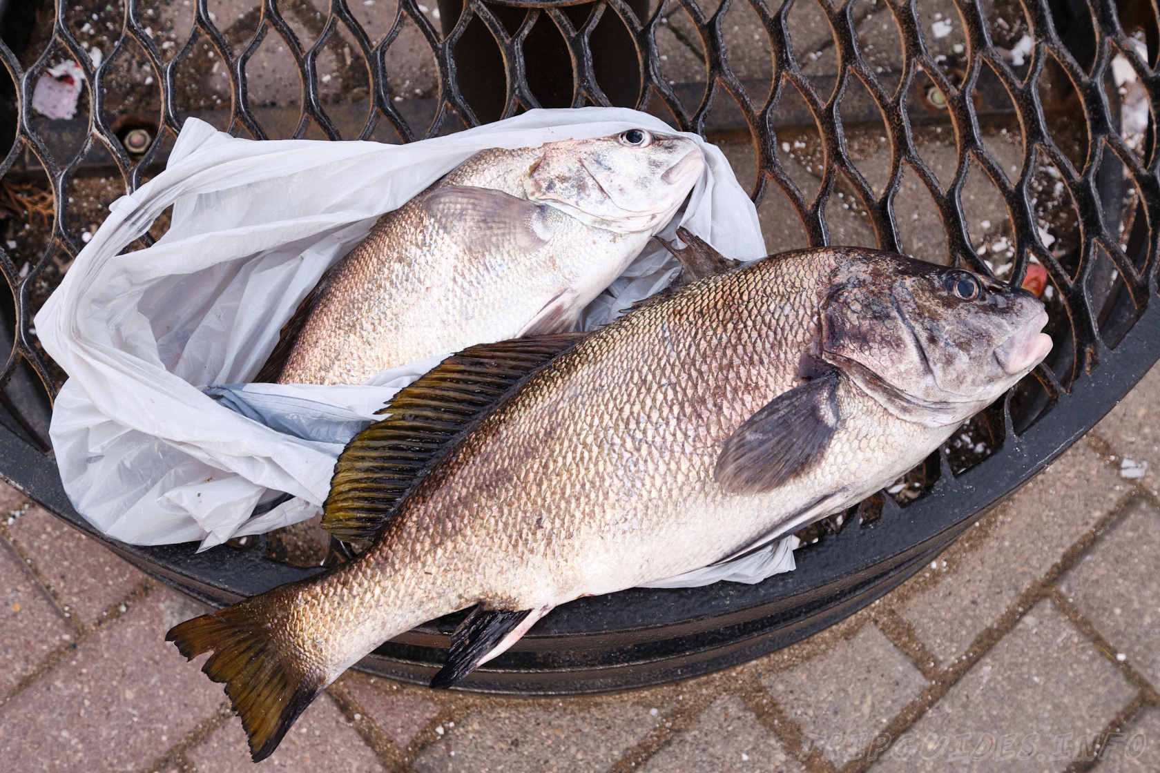Фото - Продажа рыбы с причала №93 в Геленджике