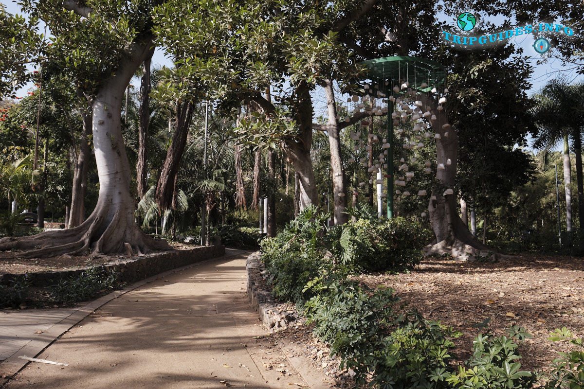 Парк Гарсии Санабрии в Санта-Крус-де-Тенерифе Канарские острова Испания
