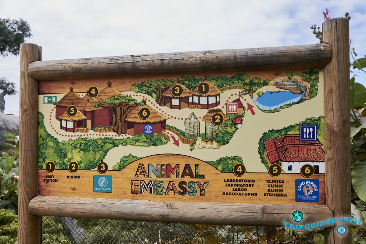 Посольство животных (Animal Embassy) в Лоро парке Тенерифе