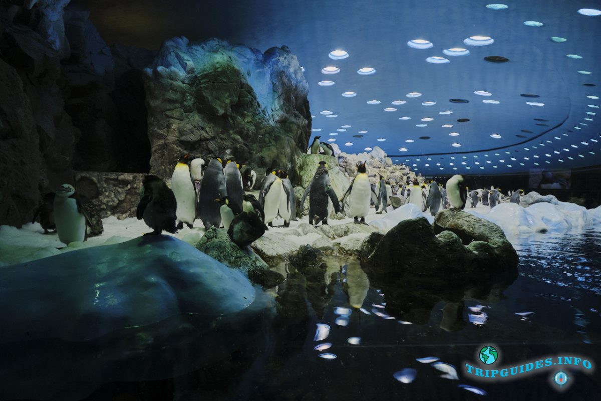 Планета пинвинов (пингвинариум) в Лоро парке Тенерифе