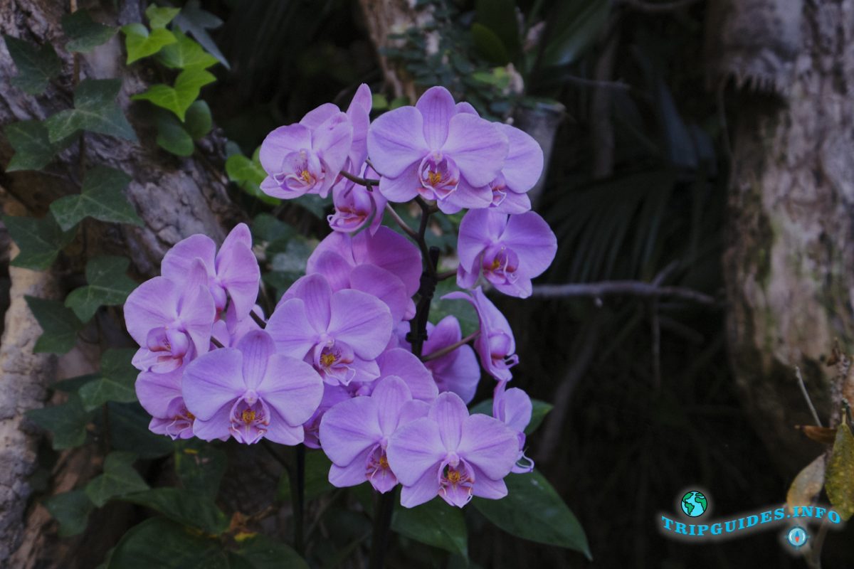 Сад орхидей в Лоро парке Тенерифе