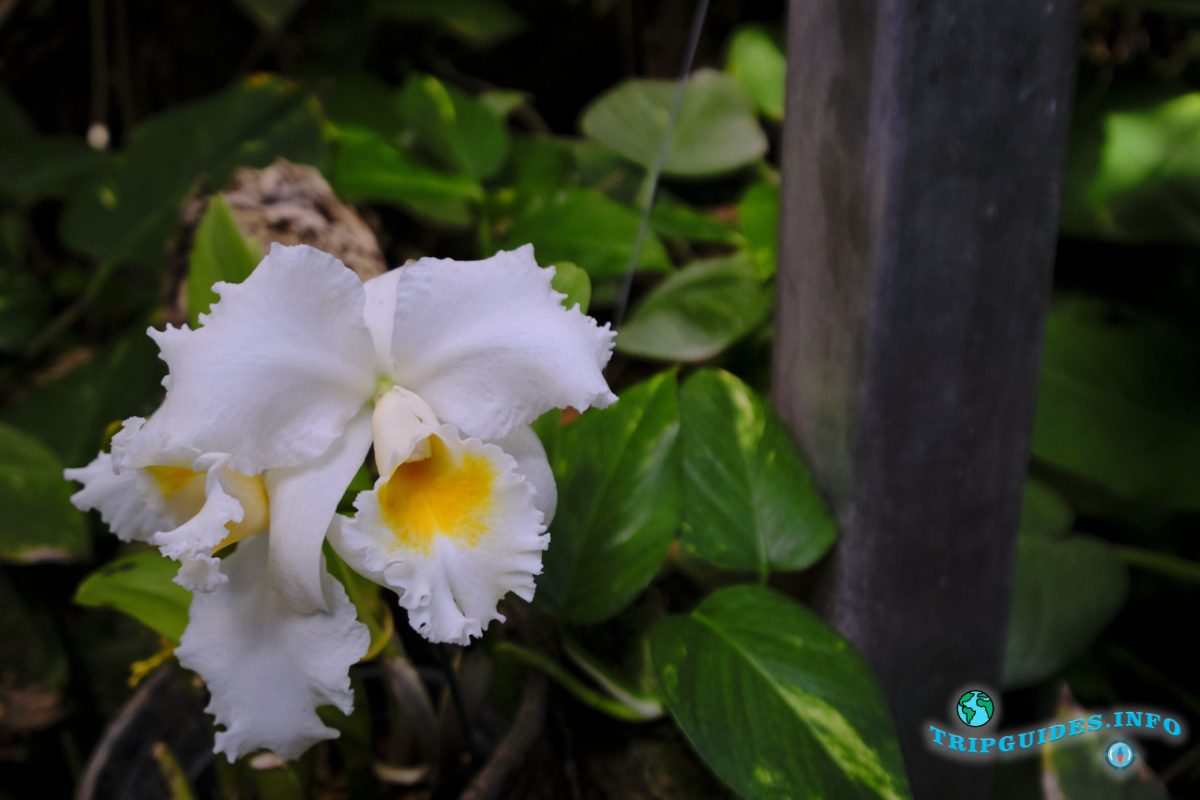 Сад орхидей в Лоро парке Тенерифе