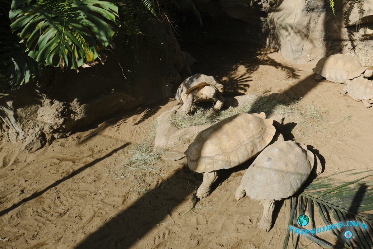 Животные в Лоро парке Тенерифе