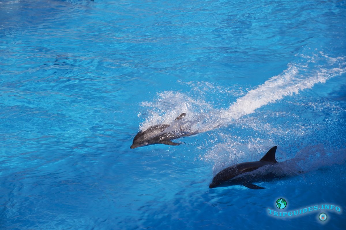 Дельфинарий в Лоро парке Тенерифе - шоу с дельфинами