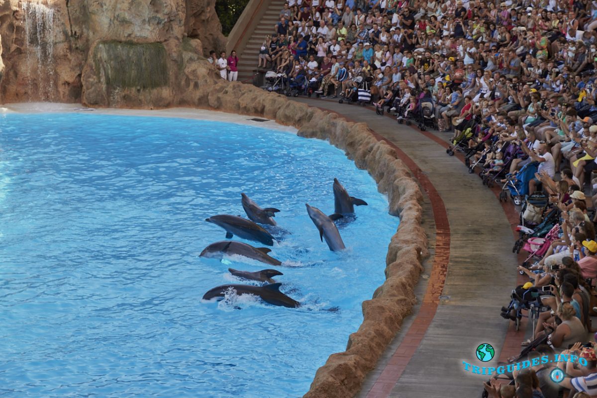 Дельфинарий в Лоро парке Тенерифе - шоу с дельфинами