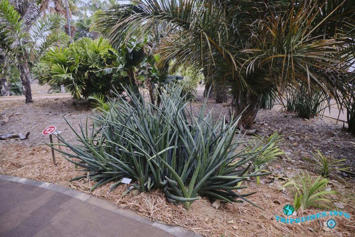 Пальметум - пальмовый парк в Санта-Крус-де-Тенерифе, Канарские острова, Испания