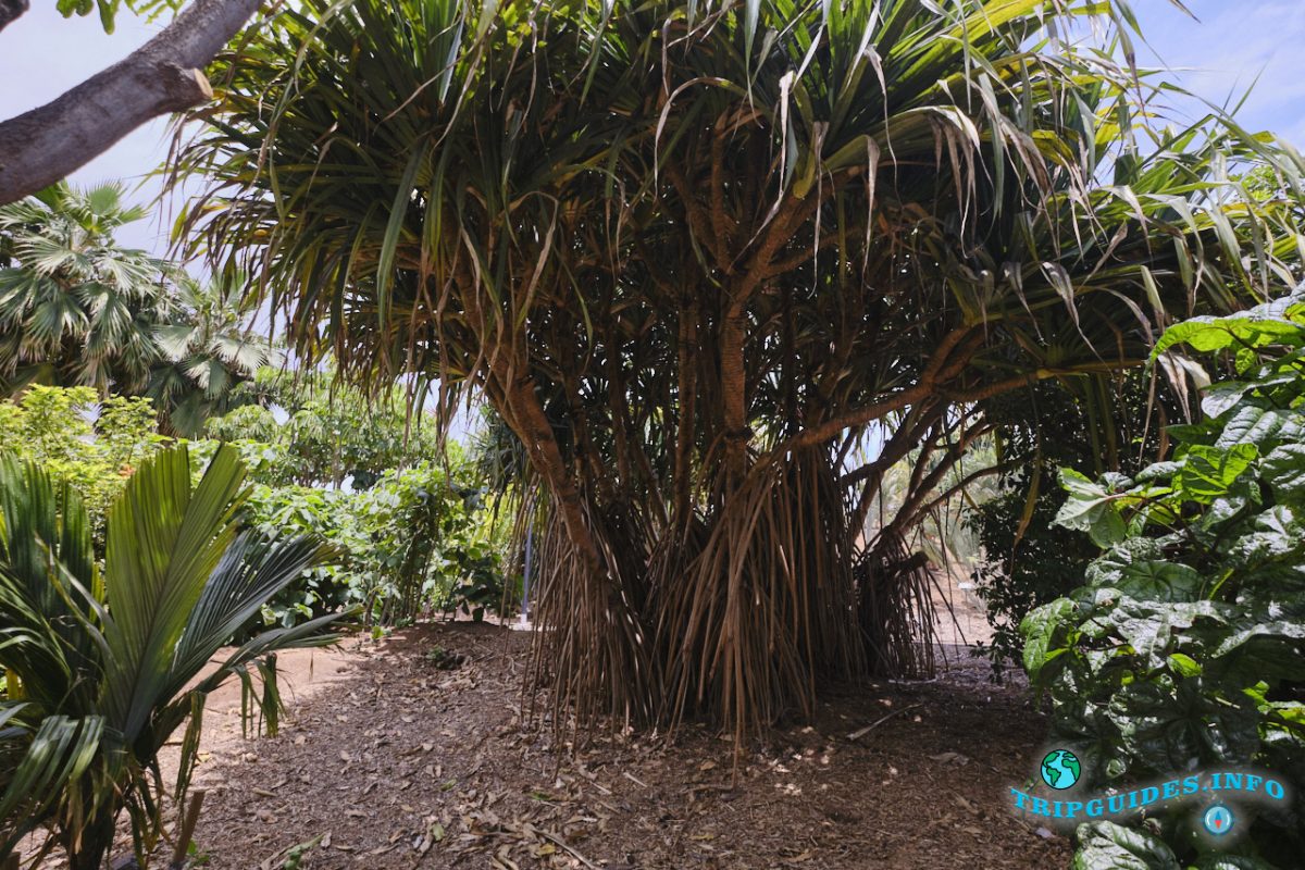 Пальметум - пальмовый парк в Санта-Крус-де-Тенерифе, Канарские острова, Испания
