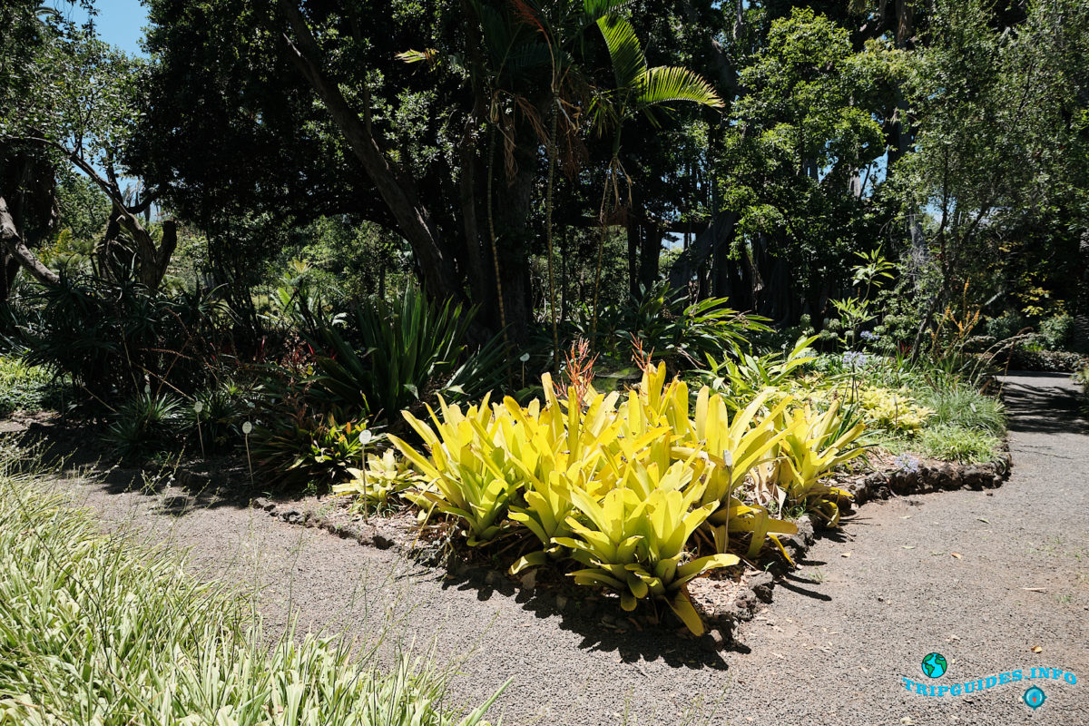 Ботанический сад Пуэрто-де-Ла-Крус на севере Тенерифе - Канарские острова, Испания