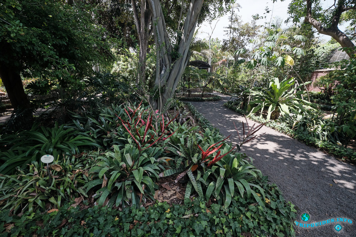 Ботанический сад Пуэрто-де-Ла-Крус на севере Тенерифе - Канарские острова, Испания