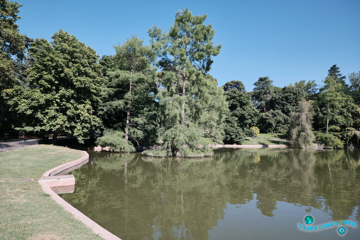 Болотный кипарис - Парк Буэн-Ретиро в Мадриде - Испания (Parque del Buen Retiro)