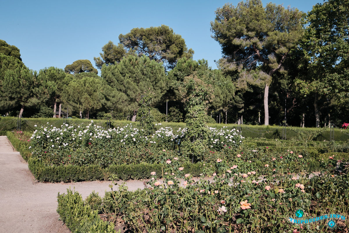 Розарий (La Rosaleda) - Парк Буэн-Ретиро в Мадриде - Испания (Parque del Buen Retiro)