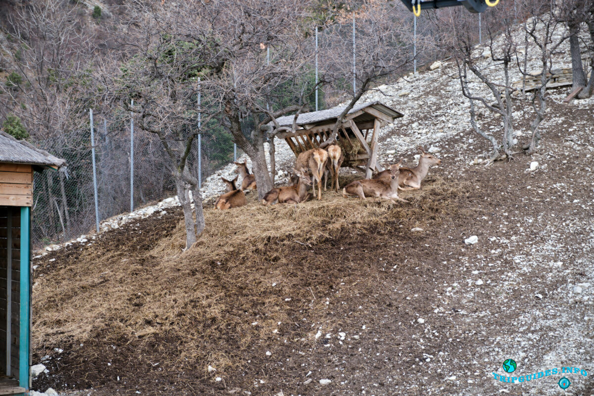 Питомник оленей - Вид с канатной дороги в Сафари-парке Геленджик