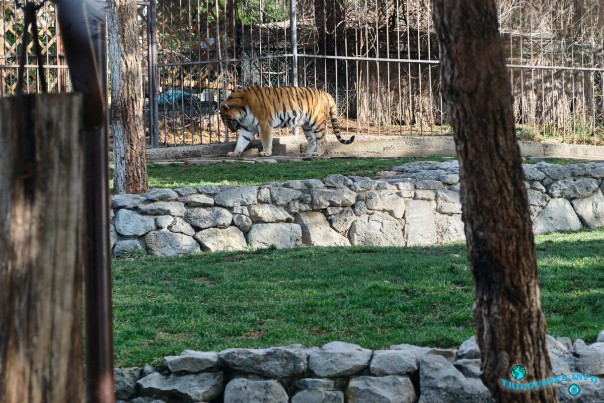 Животные в зоопарке (тигр) в Сафари-парк Геленджик
