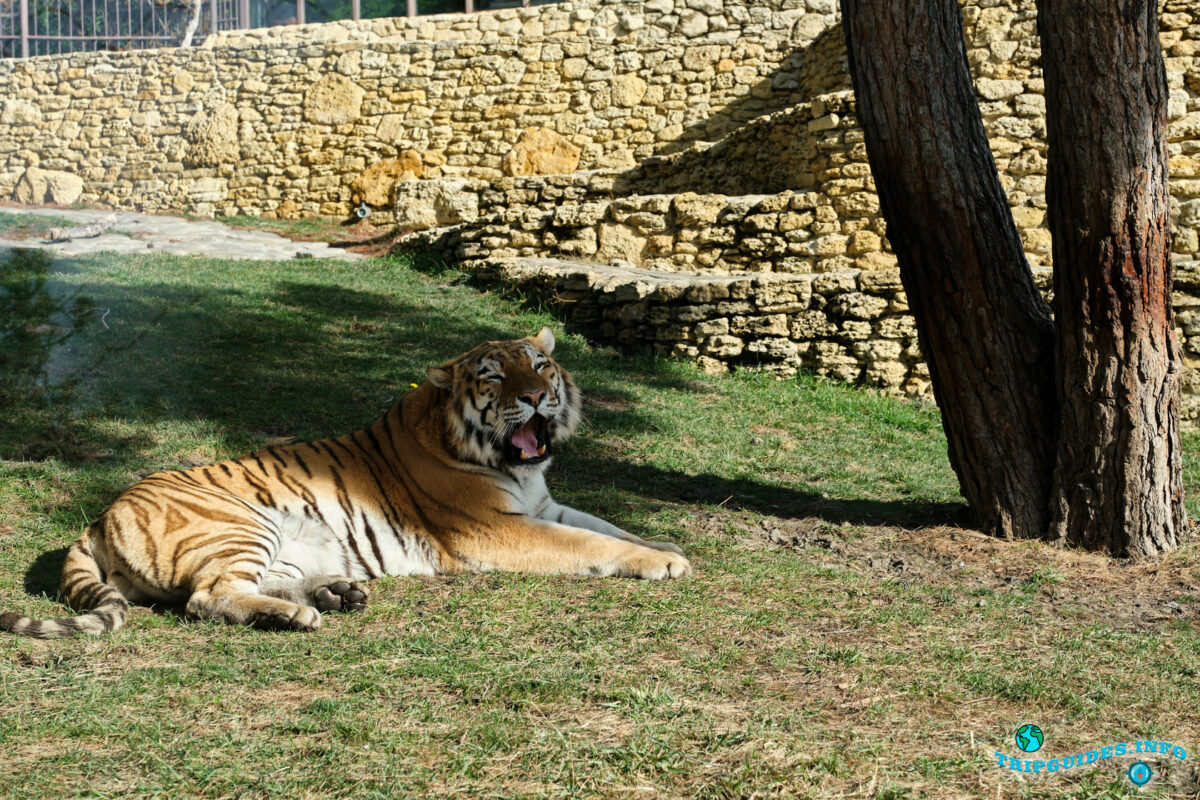 Животные в зоопарке в Сафари-парк Геленджик