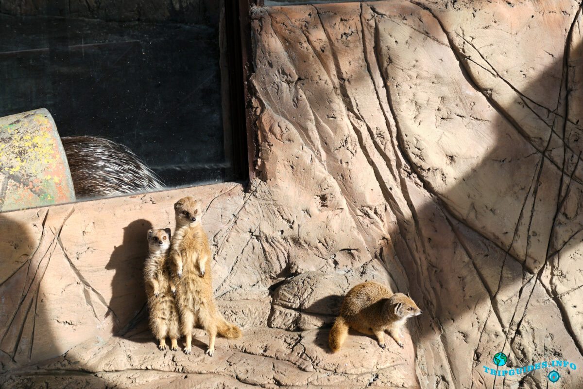 Какие животные в зоопарке в Сафари-парк Геленджик