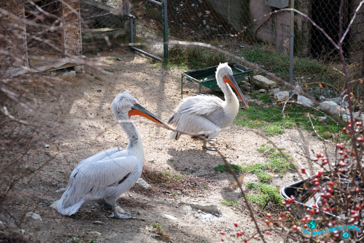 Какие животные и птицы в зоопарке в Сафари-парк Геленджик
