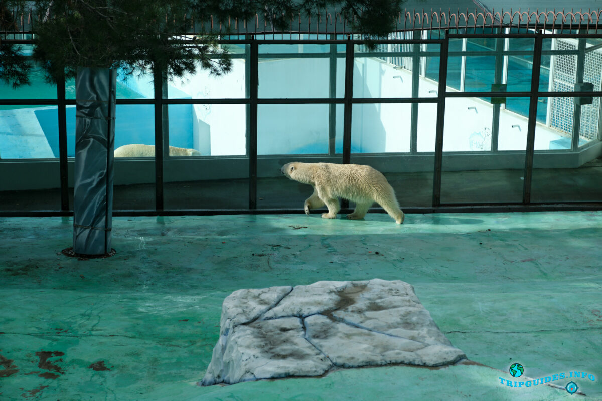 Какие животные в зоопарке в Сафари-парк Геленджик