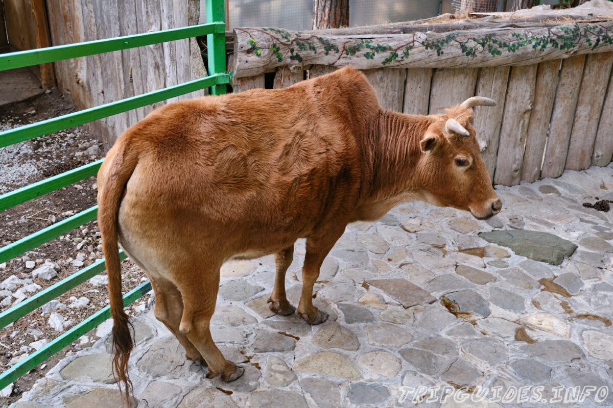 Зов Джунглей - Контактный зоопарк в Геленджике - Быки