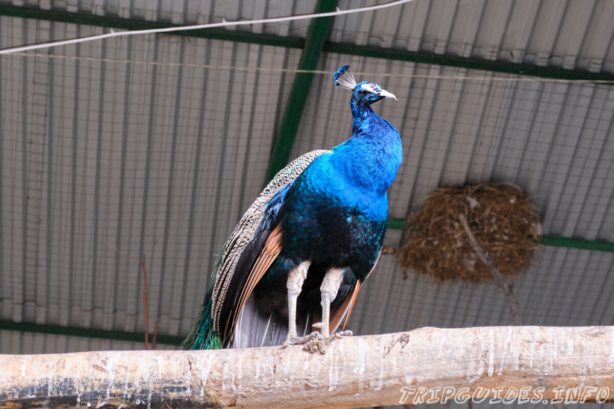 Зов Джунглей - Контактный зоопарк в Геленджике - Павлины