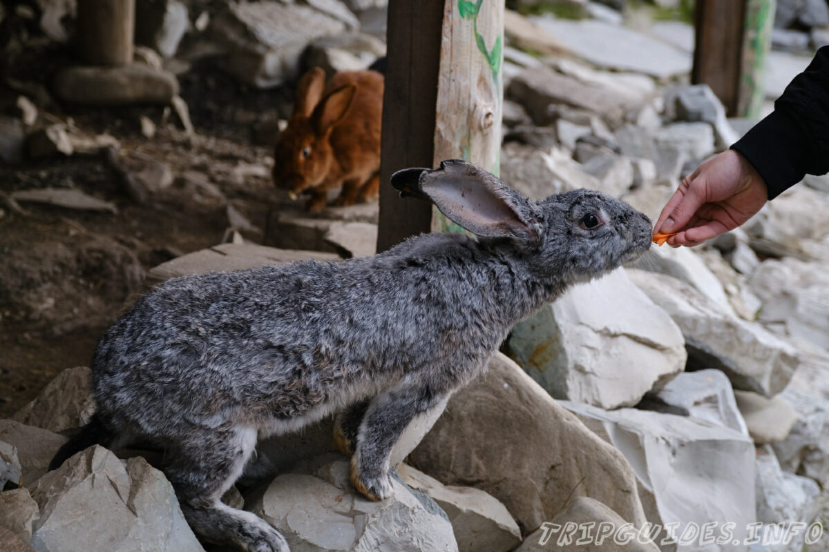 Зов Джунглей - Контактный зоопарк в Геленджике - кормление кроликов