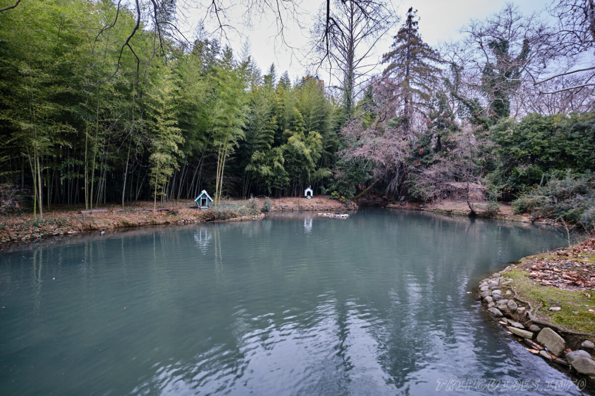 Сочинский дендрарий - нижний парк - пруд с лебедями и утками