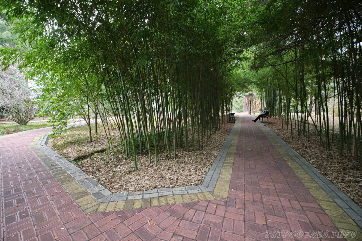 Сочинский дендрарий - нижний парк - бамбуковая аллея