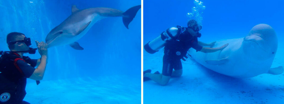 Дайвинг с дельфинами - Дельфинарий «Немо» в Анапе