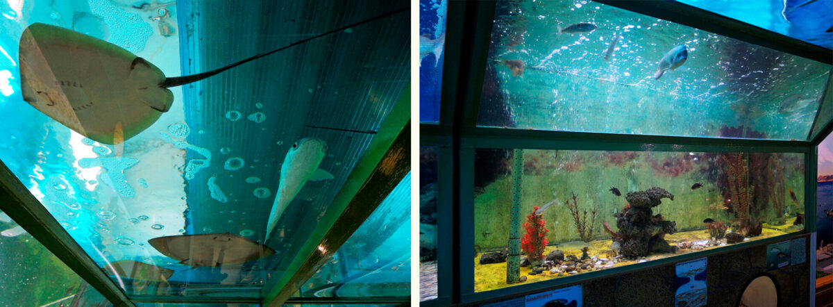 Морской туннельный аквариум «Батискаф» в Анапе