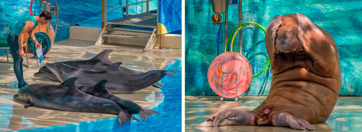 Шоу дельфинов - Дельфинарий «Немо» в Анапе