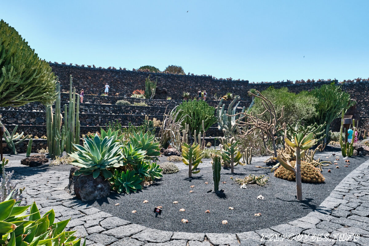 Сад Кактусов на Лансароте