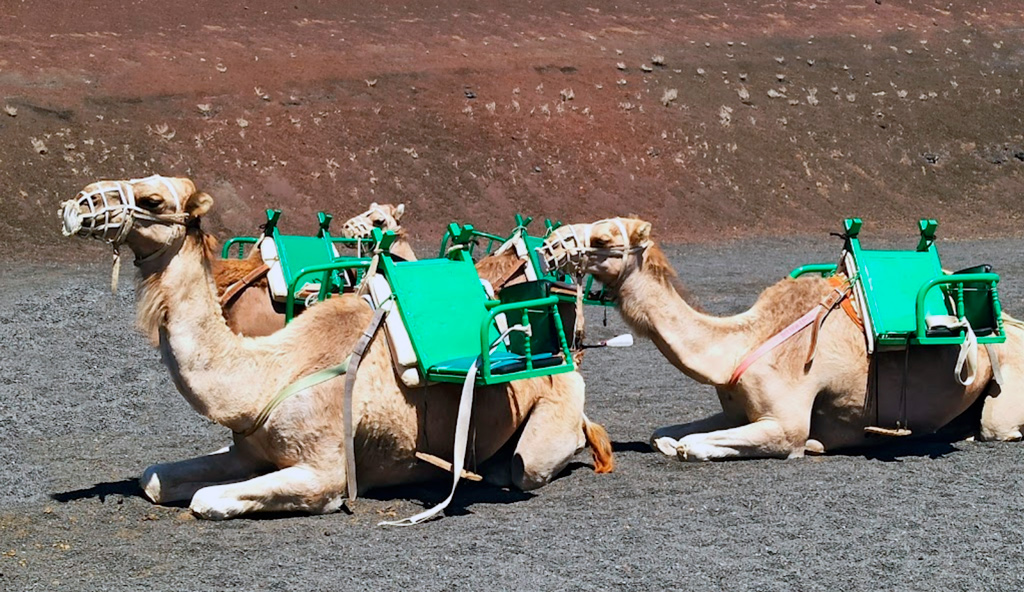Катание на верблюдах Camel Ride