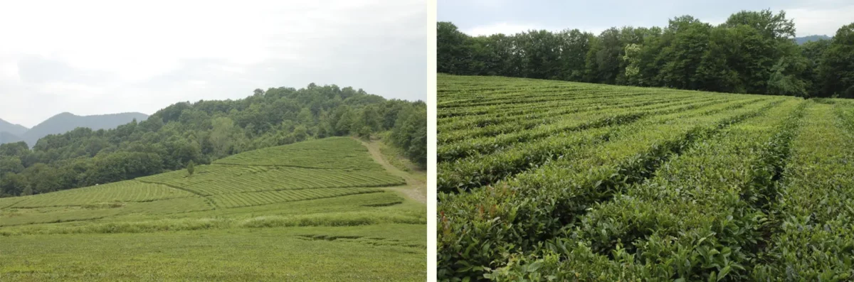 Чайные плантации - Чайные домики в Уч-Дере (Дагомыс)