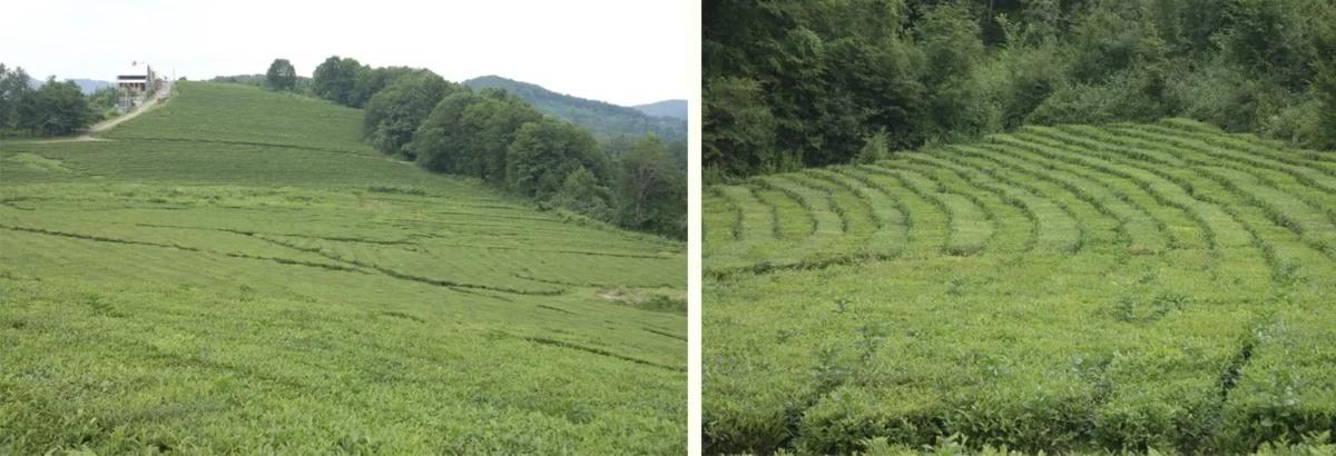 Чайные плантации - Чайные домики в Уч-Дере (Дагомыс)