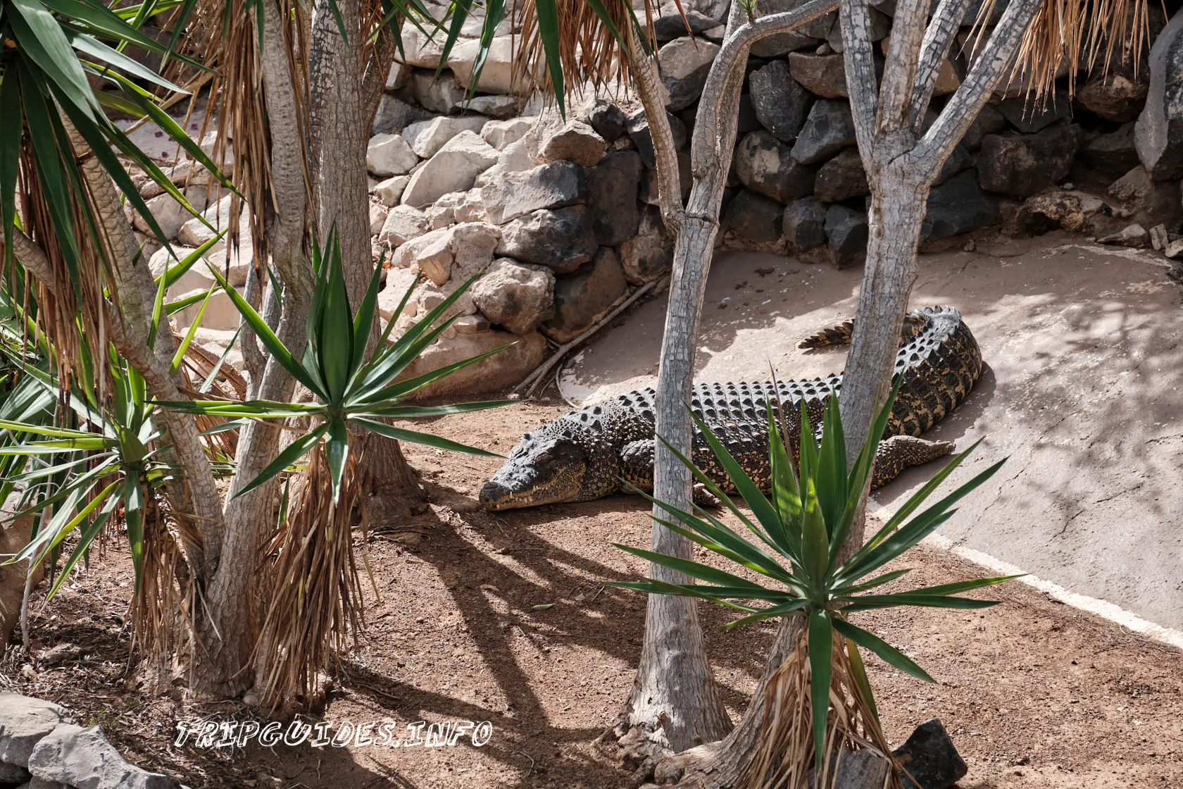 Парк Обезьян (Monkey park) на Тенерифе - крокодилы