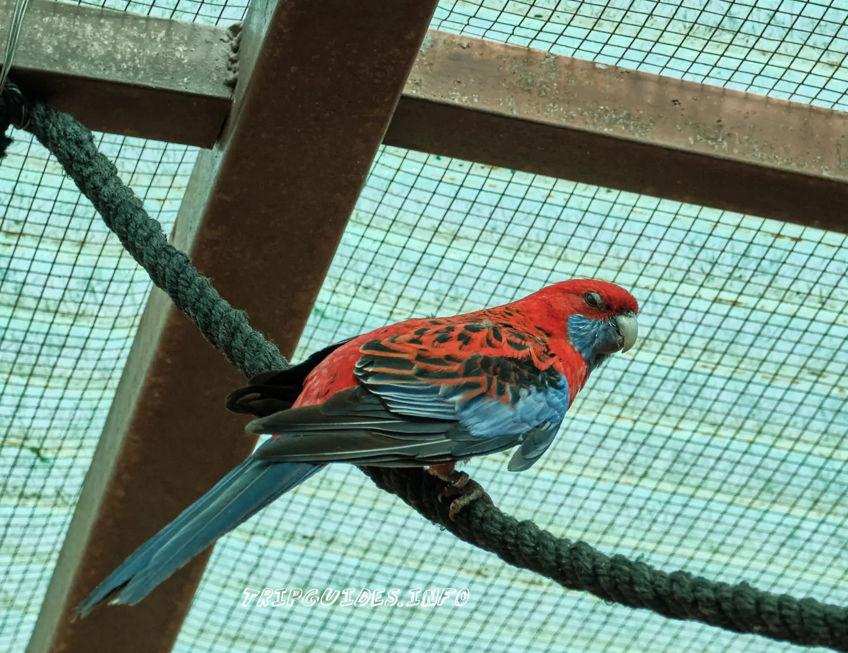 Парк Обезьян (Monkey park) на Тенерифе - птицы