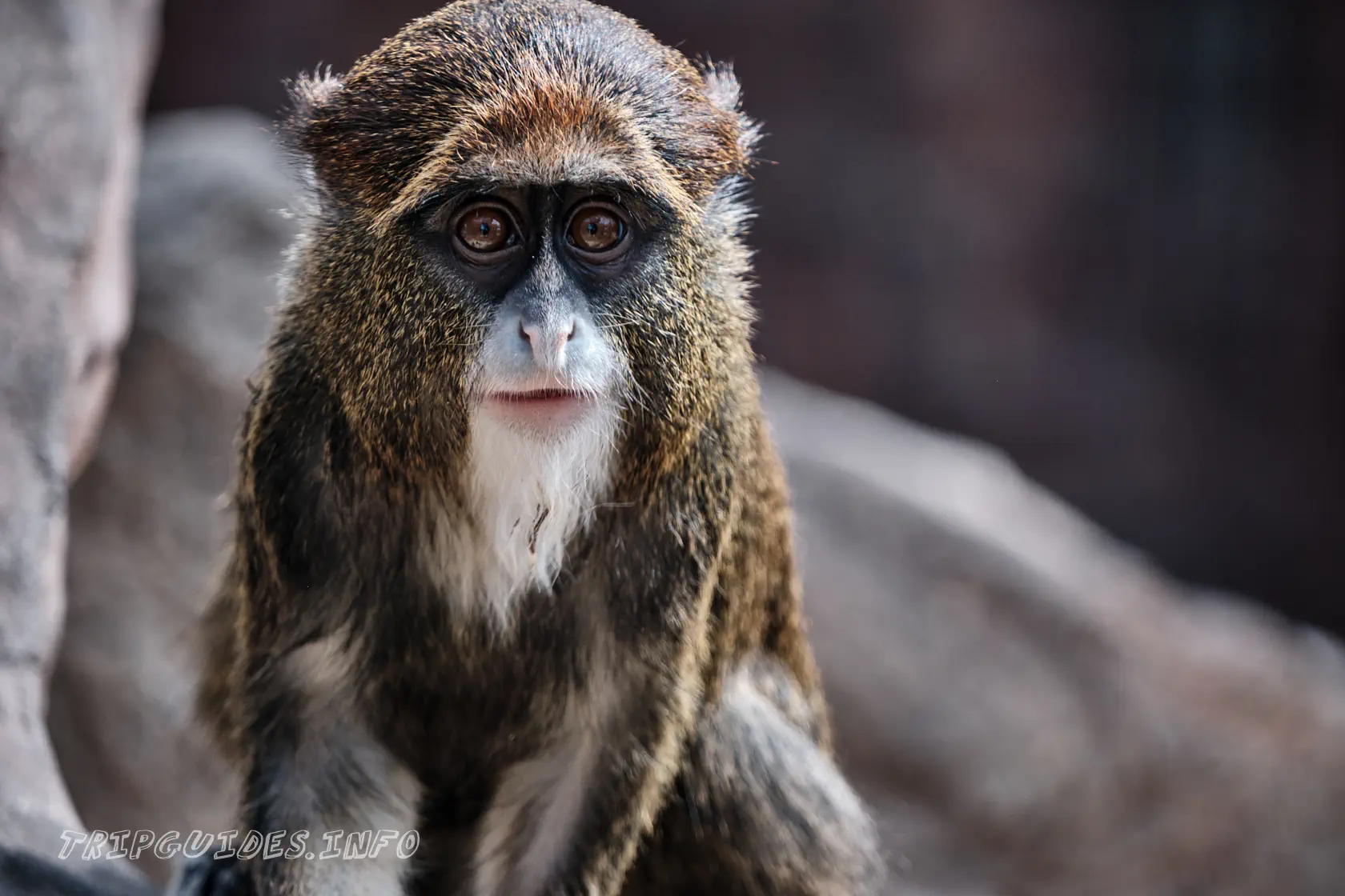 Парк Обезьян (Monkey park) на Тенерифе - обезьяны