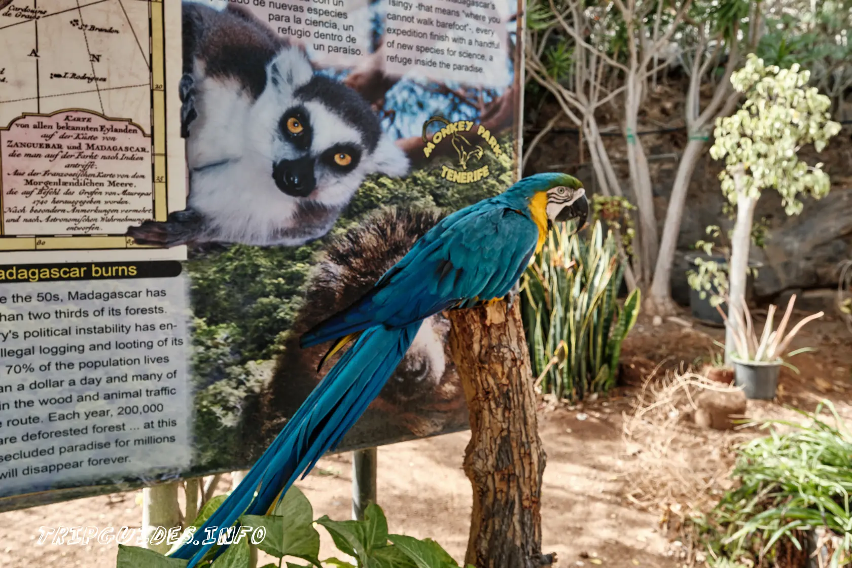 Парк Обезьян (Monkey park) на Тенерифе - птицы