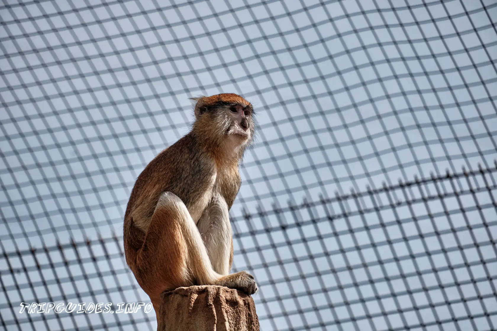 Парк Обезьян (Monkey park) на Тенерифе - обезьяны
