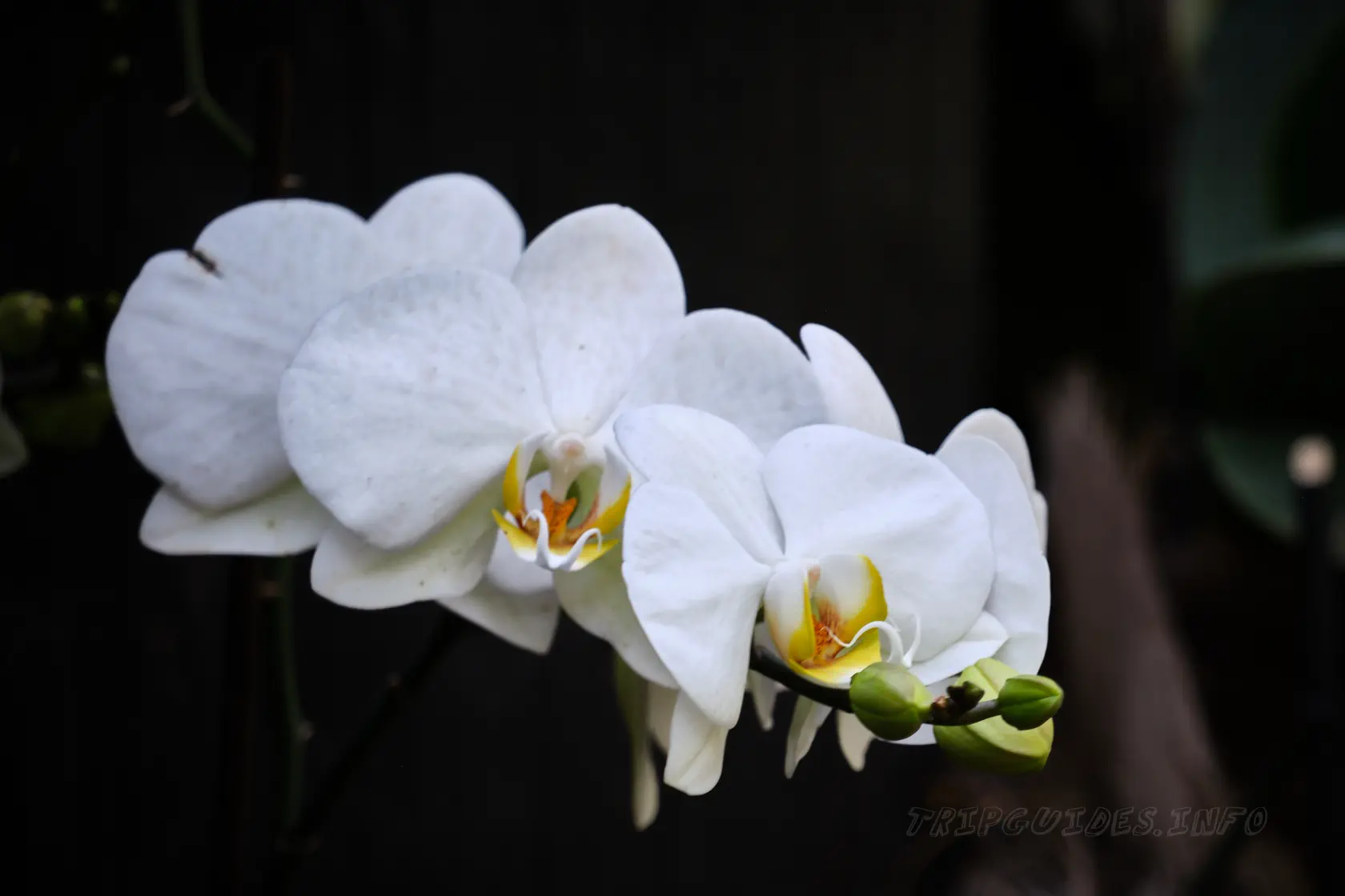 Парк Орлов (Jungle park) на Тенерифе - сад орхидей