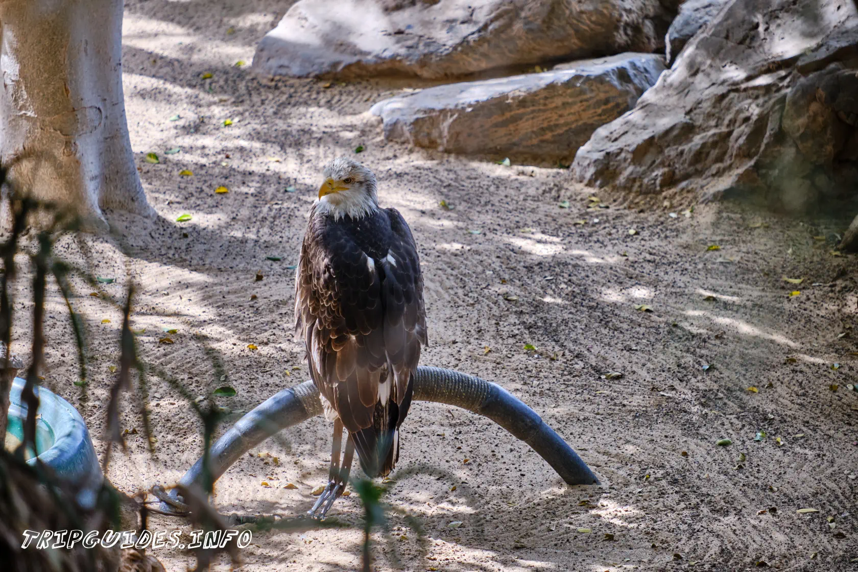 Парк Орлов (Jungle park) на Тенерифе - Шоу хищных птиц